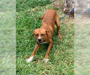 Catahoula Leopard Dog-Unknown Mix Dogs for adoption in Corpus Christi, TX, USA