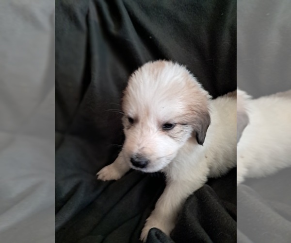 Medium Photo #10 Great Pyrenees Puppy For Sale in BANCROFT, WI, USA