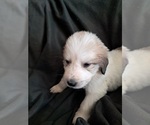 Small Photo #10 Great Pyrenees Puppy For Sale in BANCROFT, WI, USA
