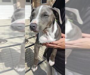 American Staffordshire Terrier-Unknown Mix Dogs for adoption in San Antonio, TX, USA