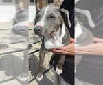 Small American Staffordshire Terrier Mix