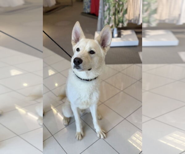 Medium Photo #5 Huskies -Unknown Mix Puppy For Sale in Euless, TX, USA