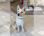 Small #4 Huskies  Mix