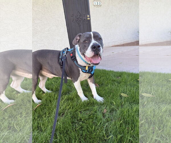 Medium Photo #3 American Pit Bull Terrier-Unknown Mix Puppy For Sale in Chandler, AZ, USA
