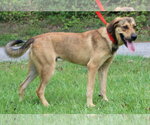 Small #2 Mutt