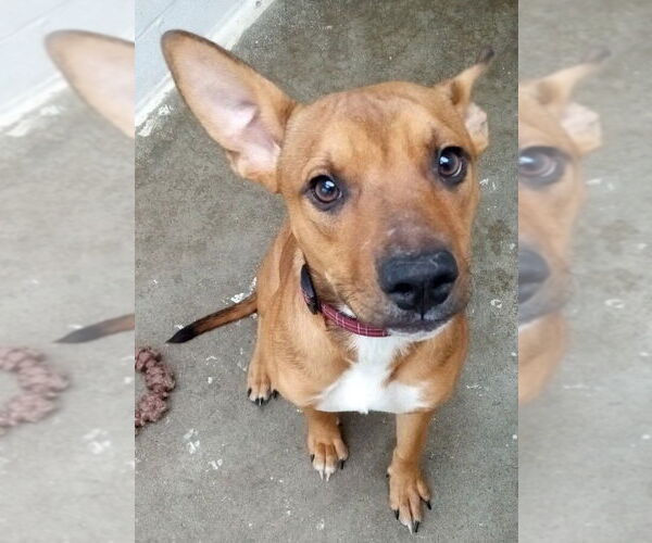 Medium Photo #7 Carolina Dog-Unknown Mix Puppy For Sale in Minneapolis, MN, USA