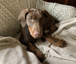 Doberman Pinscher Puppy for sale in BRISTOL, CT, USA