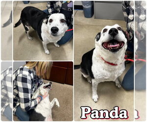 Panda - Female Australian Shepherd-Unknown Mix Dog for Adoption