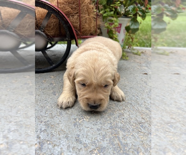 Medium Photo #2 Golden Retriever Puppy For Sale in NEOLA, WV, USA