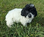 Puppy Nala Poodle (Miniature)