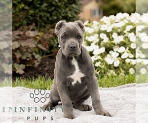 Cane Corso Puppy for sale in HONEY BROOK, PA, USA