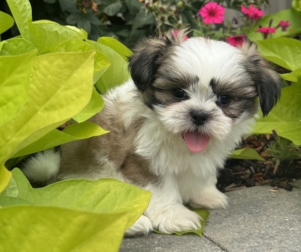 Medium Photo #3 Shih Tzu Puppy For Sale in CANOGA, NY, USA