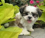 Small #2 Shih Tzu