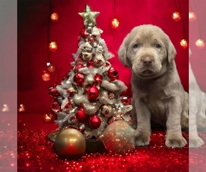Labrador Retriever Puppy for Sale in NEOLA, West Virginia USA