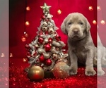 Small Photo #1 Labrador Retriever Puppy For Sale in NEOLA, WV, USA