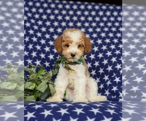 Cavapoo Puppy for sale in LINCOLN UNIVERSITY, PA, USA
