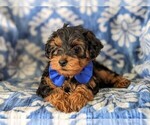 Small Photo #4 YorkiePoo Puppy For Sale in LINCOLN UNIV, PA, USA