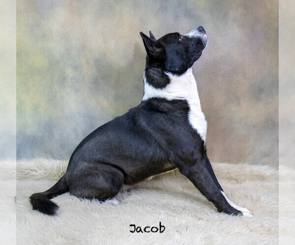 Medium Photo #3 Akita-Unknown Mix Puppy For Sale in Hot Springs Village, AR, USA