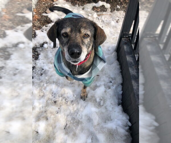 Medium Photo #9 Mutt Puppy For Sale in Elmsford, NY, USA