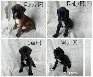 Boxer Puppy for sale in BEAVERCREEK TOWNSHIP, OH, USA