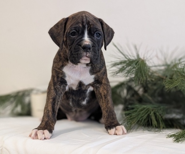 Medium Photo #2 Boxer Puppy For Sale in GOSHEN, IN, USA