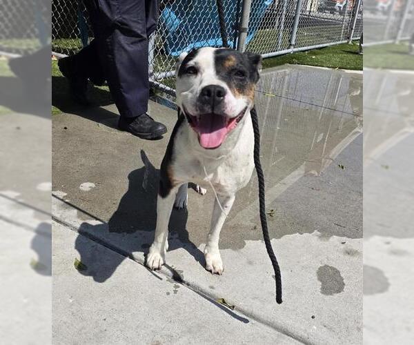 Medium Photo #1 Mutt Puppy For Sale in Downey, CA, USA