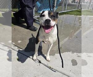 Mutt Dogs for adoption in Downey, CA, USA