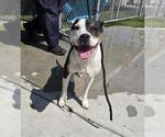 SUGAR - Female Mutt Dog for Adoption - Small photo