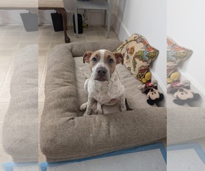 American Pit Bull Terrier-Unknown Mix Dogs for adoption in SHERBURNE, NY, USA