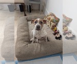 Small American Pit Bull Terrier Mix
