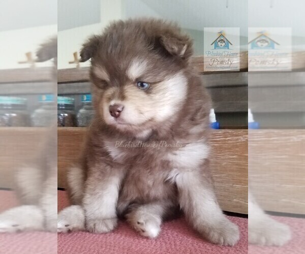 Medium Photo #7 Pomsky Puppy For Sale in RAMSEY, MN, USA