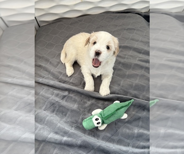Medium Photo #15 Tibetan Terrier Puppy For Sale in ALEXANDRIA, VA, USA