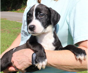 Rudie 44336 - Female Retriever -Unknown Mix Dog for Adoption - Photo #3