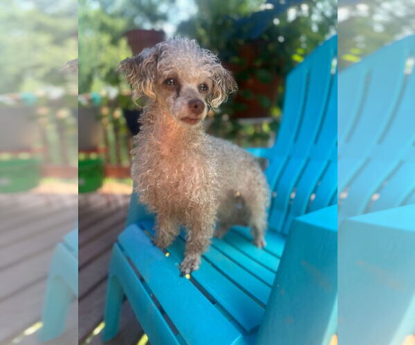 Medium Photo #2 Poodle (Toy)-Unknown Mix Puppy For Sale in Pacolet, SC, USA