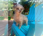 Small #1 Poodle (Toy) Mix