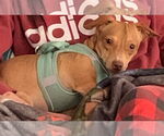 Small #2 Chiweenie