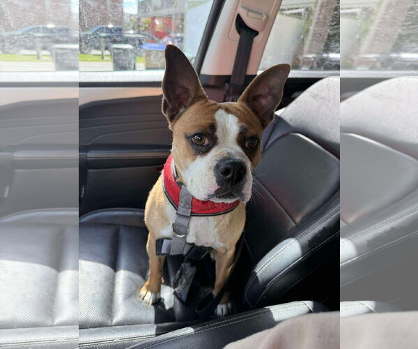 Medium Photo #5 English Boston Bulldog Puppy For Sale in Oro Medonte, Ontario, Canada