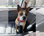 Small #4 English Boston Bulldog