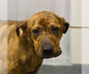 American Staffordshire Terrier-Unknown Mix Dogs for adoption in San Antonio, TX, USA