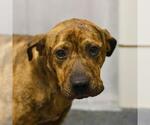 Small American Staffordshire Terrier Mix