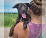 Small #3 Australian Shepherd Mix