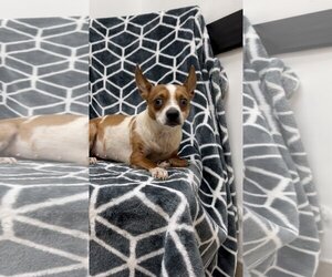 Pina - Female Dachshund Dog for Adoption - Photo #2