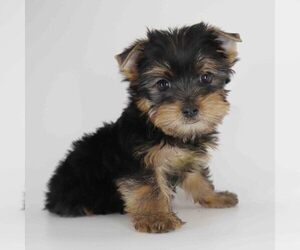 Yorkshire Terrier Puppy for sale in LOS ANGELES, CA, USA