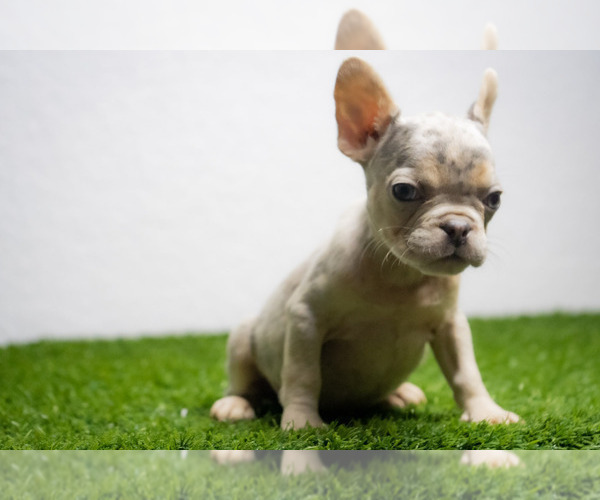 Medium Photo #16 French Bulldog Puppy For Sale in CAPE CORAL, FL, USA
