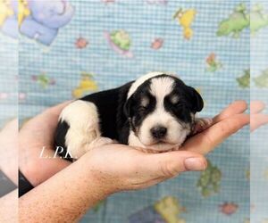 Schnauzer (Miniature) Puppy for sale in WINNSBORO, LA, USA