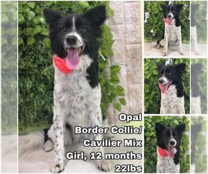Border Collie-Cavalier King Charles Spaniel Mix Dogs for adoption in Seattle, WA, USA