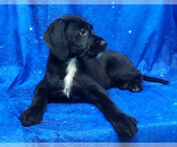 Medium Photo #3 Labrador Retriever-Unknown Mix Puppy For Sale in Wetumpka, AL, USA