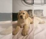 Small Golden Retriever