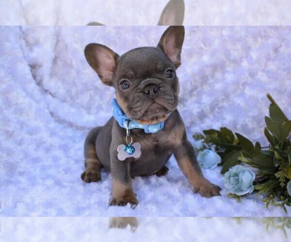 Medium Photo #3 French Bulldog Puppy For Sale in CORAL GABLES, FL, USA