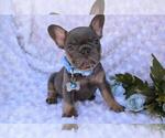 Small Photo #3 French Bulldog Puppy For Sale in CORAL GABLES, FL, USA